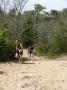 gal/Duathlon Saint-Jean de Monts/_thb_P1050528.JPG